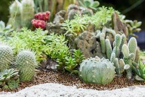 Kaktuspflanze foto