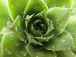 Hauswurzpflanze, sempervivum tectorum, saftig - Nahaufnahme 5 foto