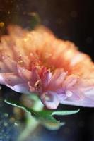 Makro der Chrysanthemenblume mit Funkeln foto