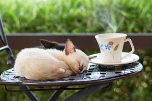 Katzencafé, süßes Kätzchen, das auf einem Stuhl schläft foto