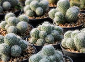 Mammillaria-Kaktus foto