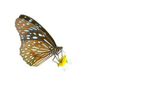 Schmetterling auf weißem Hintergrund einfach in Projekten zu verwenden. foto
