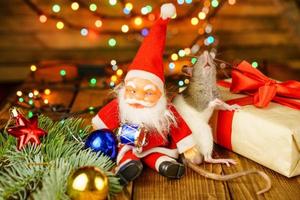 glückliche ratte an mit weihnachtsmann und geschenk auf hölzernem hintergrund mehrfarbigem bokeh foto
