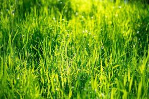 saftiges grünes Gras, schöner weicher Fokus des Hintergrundes foto