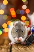 süße ratte im weihnachtsdekor, weihnachtsmann und bokeh foto