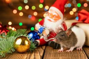 glückliche ratte an mit weihnachtsmann und geschenk auf hölzernem hintergrund mehrfarbigem bokeh foto