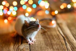 süße Ratte auf Holzhintergrund schönes Bokeh foto