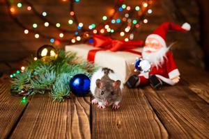 süße haustierratte im neujahrsdekor. süße ratte sitzt weihnachtsmann spielzeug, als nächstes foto