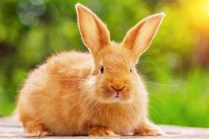 schönes rotes Kaninchen auf natürlichem grünem Hintergrund foto