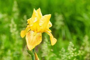 Schöne gelbe Blumen Iris hautnah auf einem natürlichen grünen Hintergrund foto