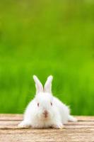 Porträt eines lustigen weißen Kaninchens auf einem grünen natürlichen Hintergrund foto