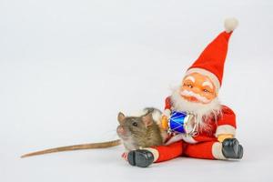 süße ratte auf weißem hintergrund mit weihnachtsmann, weihnachtskonzept isoliert. foto