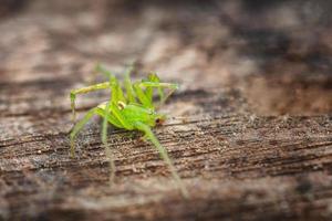 Eine große grüne Spinne auf einem hölzernen Hintergrund, weicher Fokus foto