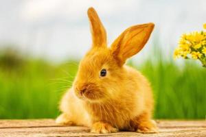 süßes, flauschiges rotes Kaninchen mit einem Blumenstrauß foto