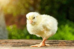 lustiges gelbes Huhn auf einem natürlichen grünen Hintergrund foto