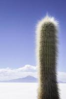 Kaktus, Bolivie, Uyuni foto