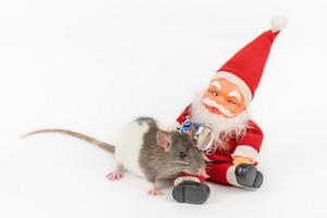 Ratte auf weißem Hintergrund mit Weihnachtsmann isoliert foto