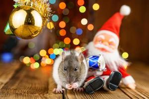 süße ratte im weihnachtsdekor, weihnachtsmann und bokeh foto