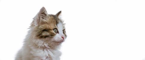 Porträt eines lustigen Kätzchens auf hellem Hintergrund foto