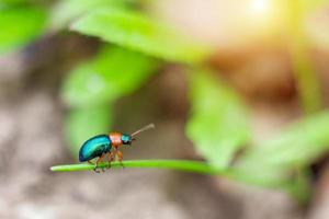 kleiner grüner Käfer, der Buchweizen frisst, der kriecht foto