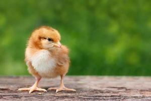 süßes kleines huhn auf einem hölzernen hintergrund foto