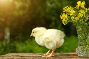 süßes gelbes küken, das lustig auf einem natürlichen grünen hintergrund posiert, ein blumenstrauß sonniger frühlingstag foto