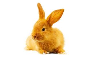süßes, flauschiges rotes Kaninchen auf weißem, isoliertem Hintergrund foto