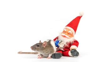 süße ratte auf weißem hintergrund mit weihnachtsmann foto