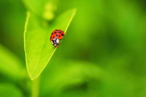 Schöner roter Marienkäfer, der auf einem grünen Blatt kriecht, schöner natürlicher Hintergrund. foto