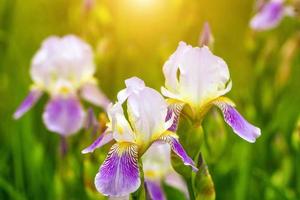 Schöne gelbe Blumen Iris hautnah auf einem natürlichen grünen Hintergrund foto