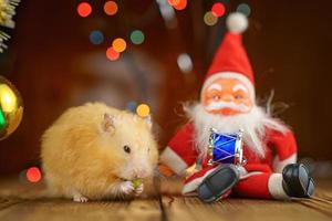 süßer flauschiger hamster und weihnachtsmann auf hölzernem hintergrund helle bokeh festliche atmosphäre foto