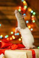 Porträt einer Ratte mit einem Geschenk auf einem Neujahrshintergrund mit Bokeh foto