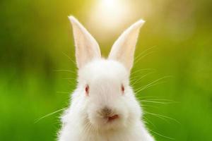 Porträt eines lustigen weißen Kaninchens auf einem grünen natürlichen Hintergrund foto