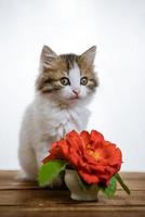süßes Kätzchen und ein Blumenstrauß im Hintergrund foto
