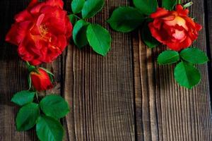 schöne rote Rosen auf einem hölzernen Hintergrund foto