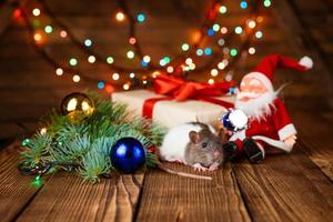 süße haustierratte im neujahrsdekor. süße ratte sitzt weihnachtsmann spielzeug, als nächstes foto