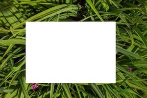 Naturkonzept. Layout mit Textur ein grünes Blatt Nahaufnahme. Hintergrund mit Blättern und weißem Rahmen foto