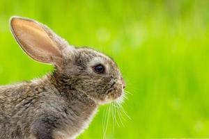 Porträt eines süßen, flauschigen grauen Kaninchens mit Ohren auf einem natürlichen grünen Hintergrund