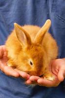 süßes rotes kaninchen, das auf seinen händen sitzt. foto