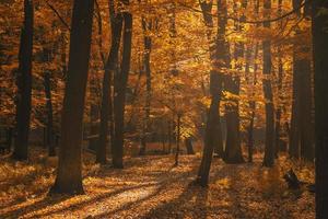 Herbstwald foto