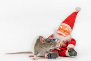 süße ratte auf weißem hintergrund mit weihnachtsmann foto