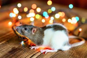 süße Ratte auf Holzhintergrund schönes Bokeh foto