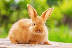 schönes rotes Kaninchen auf natürlichem grünem Hintergrund foto