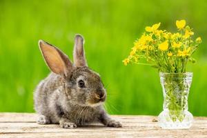 Porträt eines süßen, flauschigen grauen Kaninchens mit Ohren auf einem natürlichen grünen Hintergrund foto