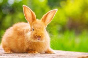 schönes rotes Kaninchen auf natürlichem grünem Hintergrund foto