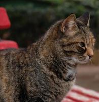 Nahaufnahmeporträt des gestreiften Katzengesichtes im Profil. die Schnauze einer gestreiften Katze mit grünen Augen, langem weißem Schnurrbart, rosa Nase. foto