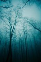 Wald im Nebel foto