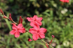 Die rote Blume des indischen Leadworts blüht auf Zweigen und verwischt den Hintergrund mit einigen Knospen. Ein anderer Name ist Rosy Leadwort, Rose-Colored Leadwort oder Official Leadwort, Thailand. foto