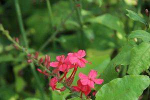 rote Blüten der indischen Bleiwurz sind auf dem Hintergrund der Zweige und der grünen Blätter. ein anderer name ist rosafarbenes bleikraut, feuerpflanze, rosiges bleikraut oder amtliches bleikraut, thailand. foto