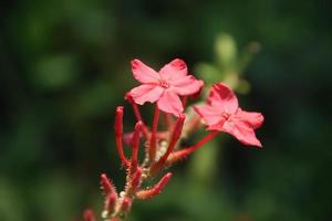 Rote Blüten von rosafarbenem Leadwort blühen auf Zweigen und grünem Hintergrund. foto